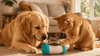 Dispensador Interactivo de Snacks para Perros y Gatos — Estimulación y Diversión