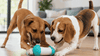 Dispensador Interactivo de Snacks para Perros y Gatos — Estimulación y Diversión